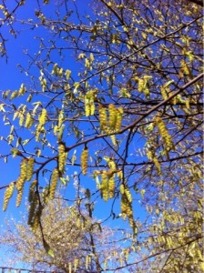 Catkins-spring-blue-sky-365