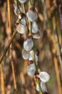 Silent Sunday 24.2.13