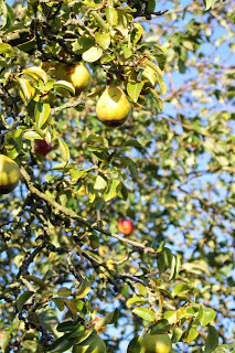 Silent Sunday 27.10.13