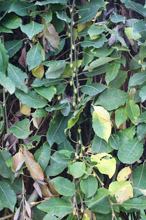How does your garden grow – Goodbye, trees