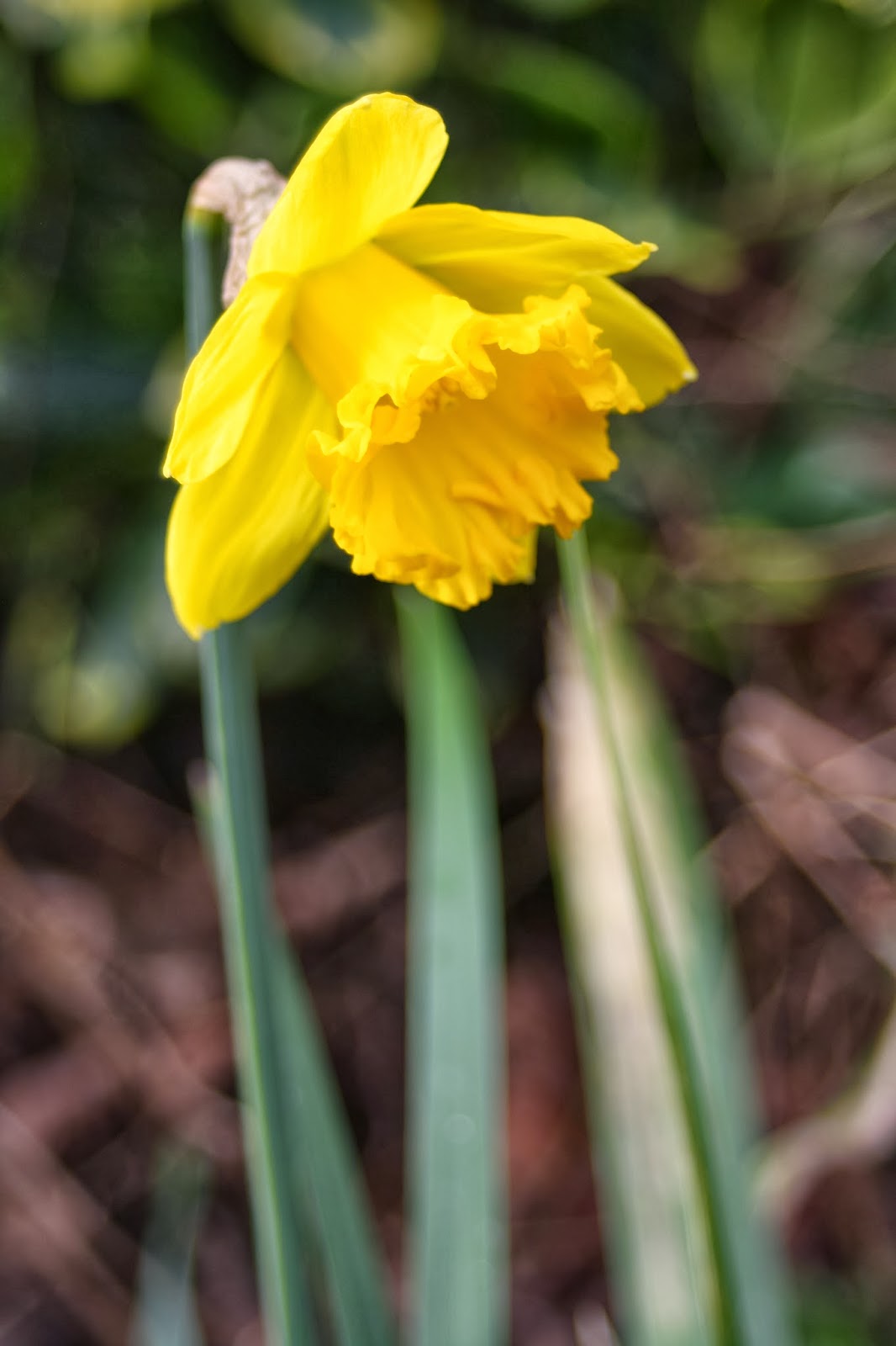 Silent Sunday 23.2.14