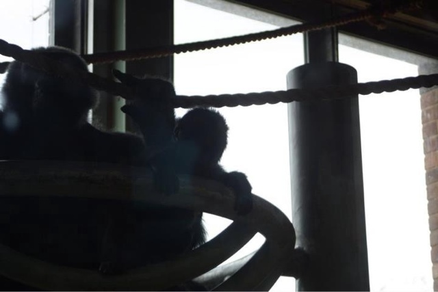 Bristol Zoo and the baby gorilla