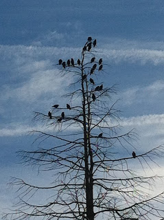 Silent Sunday 1.9.13