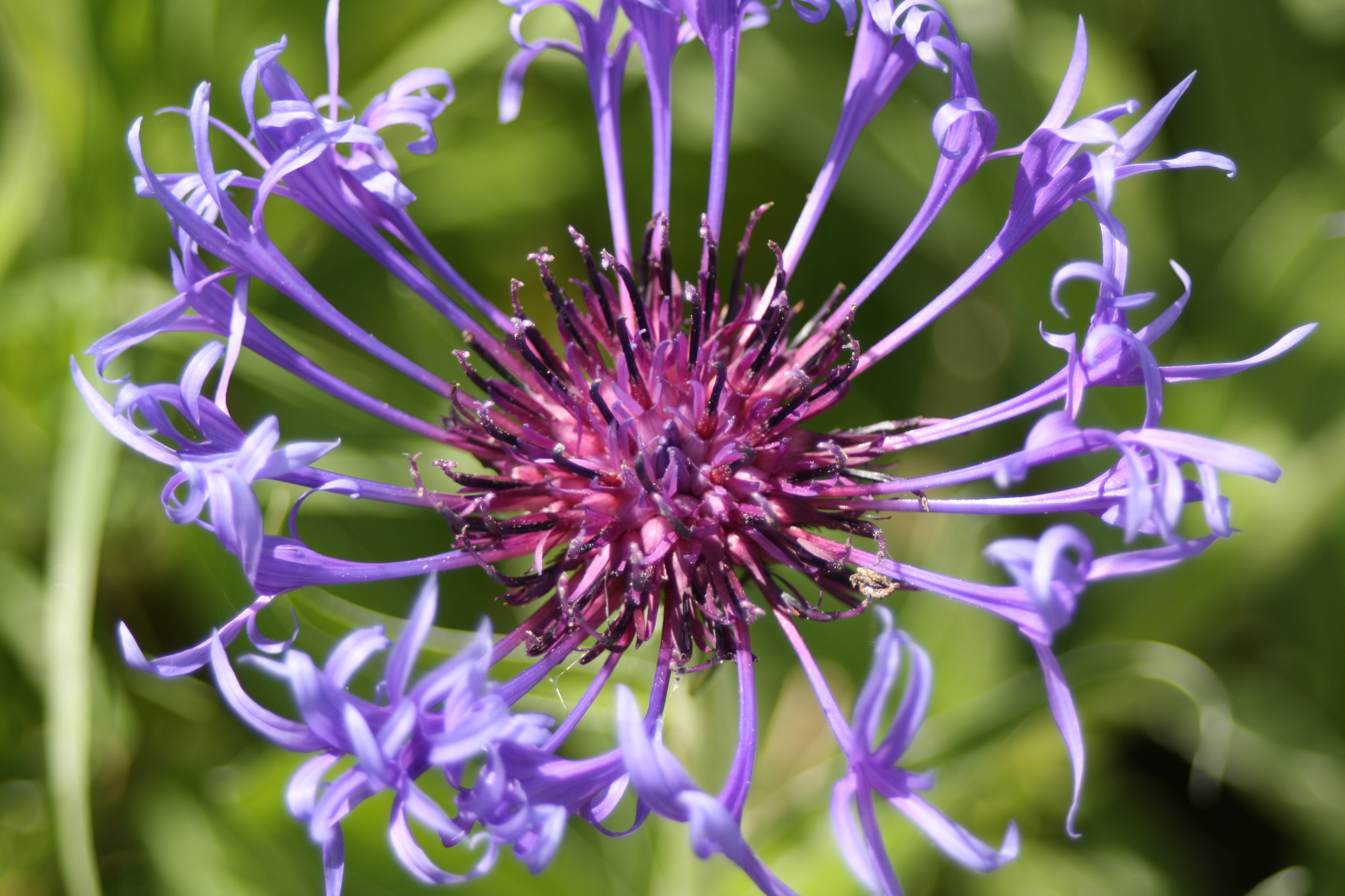 Flower, garden, 365