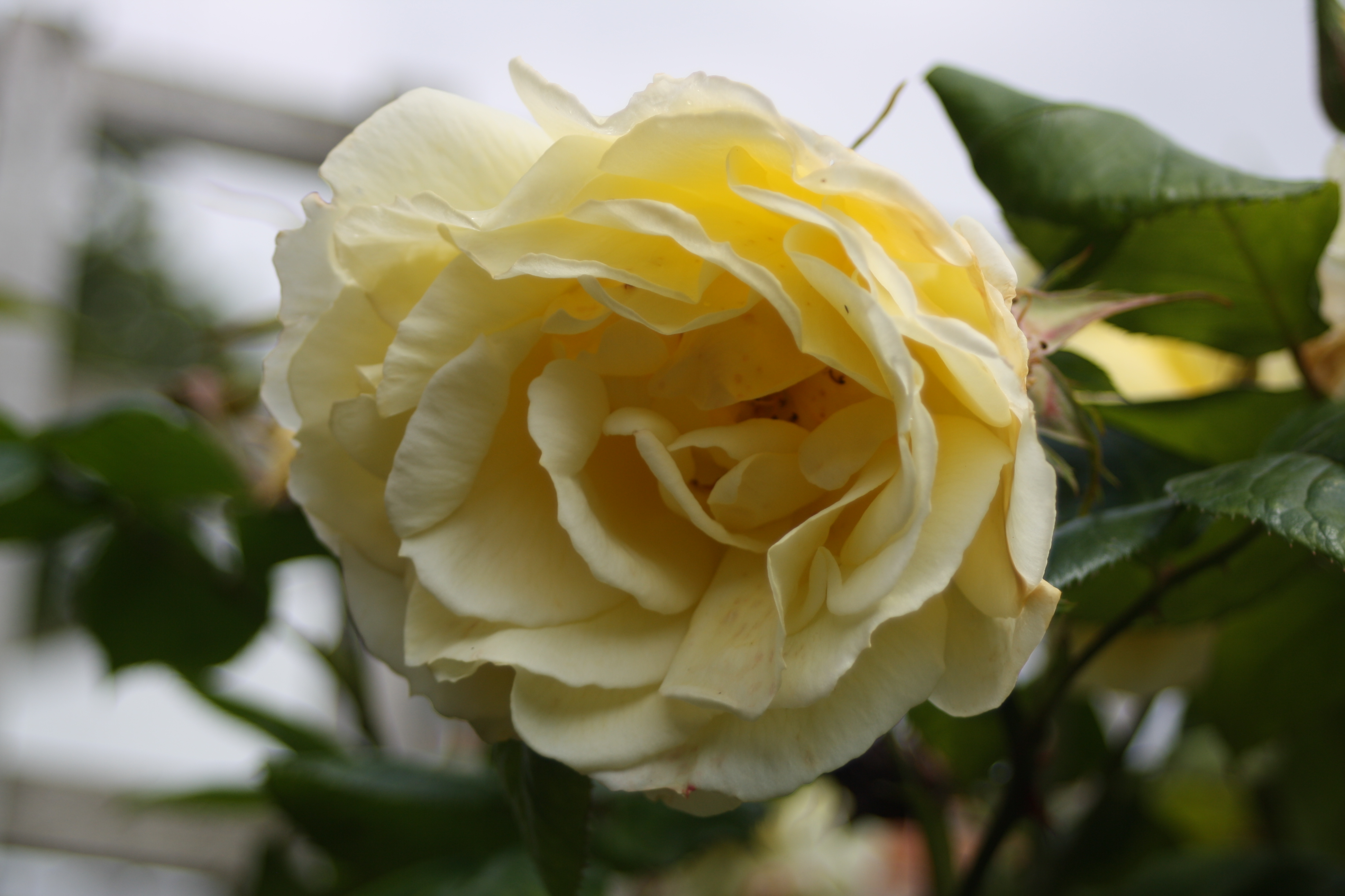 rose, garden, how does your garden grow