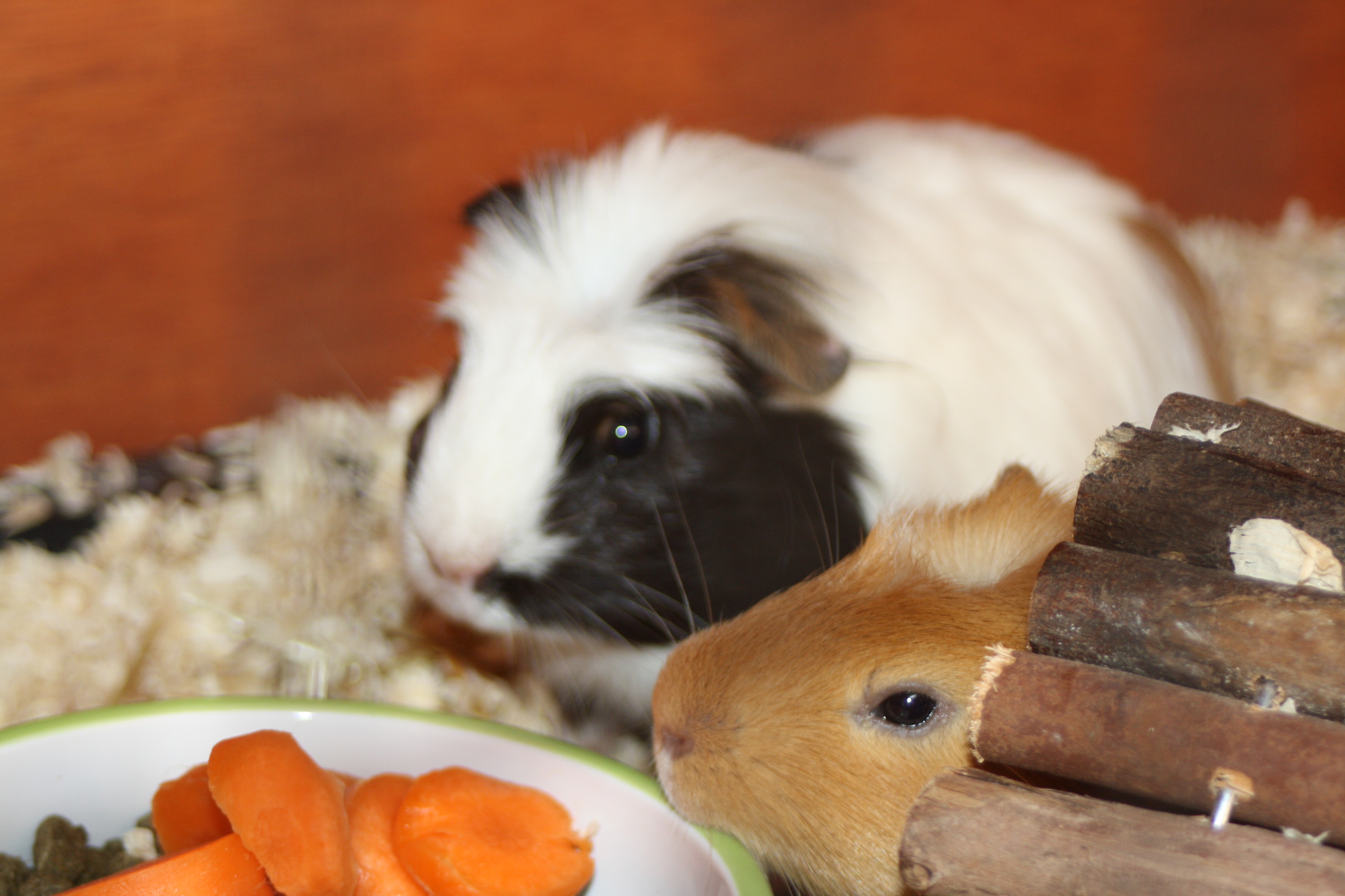 Guinea pigs, pets