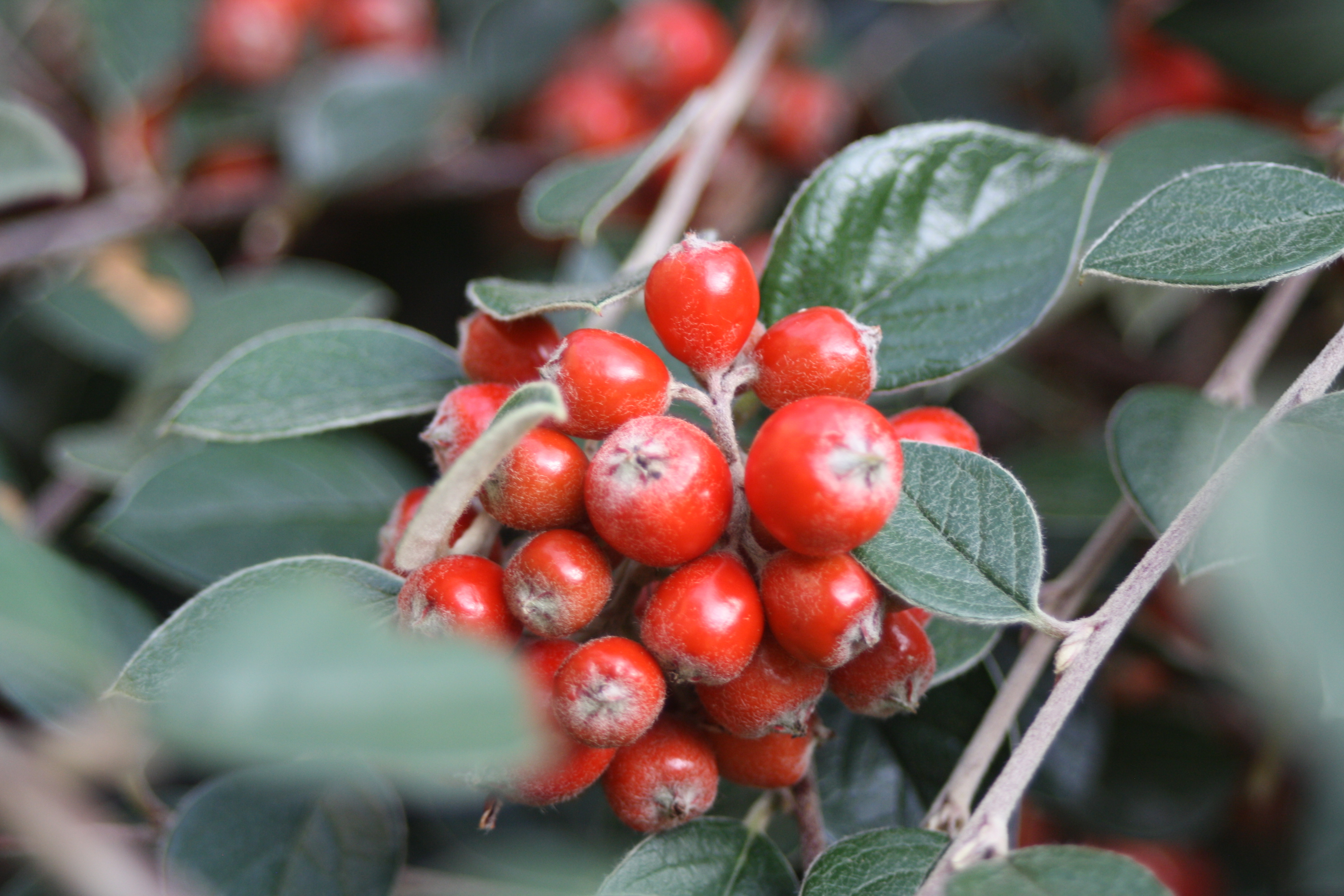 Berries, autumn, garden, how does your garden grow