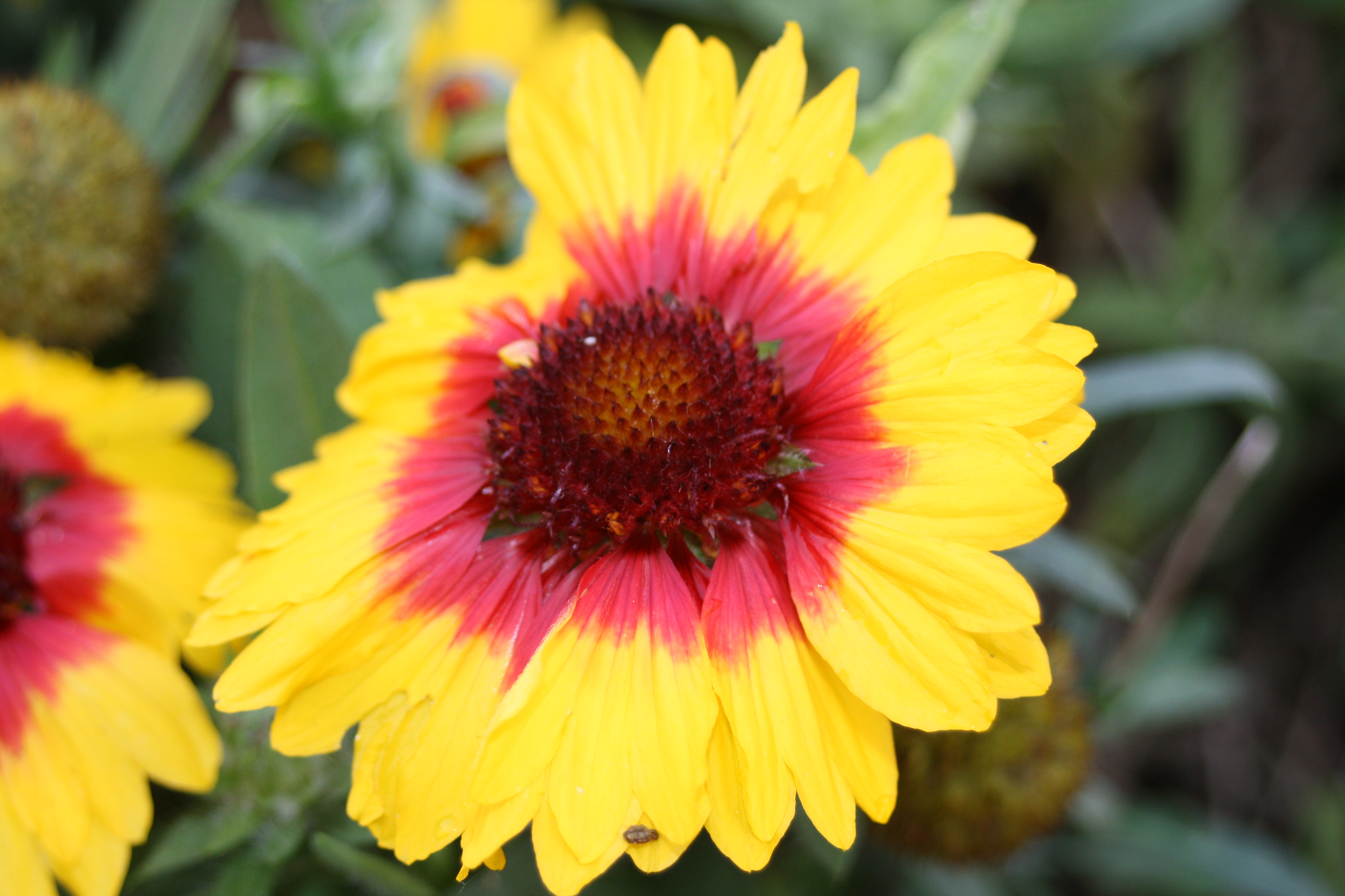 Flower, garden, autumn, 365