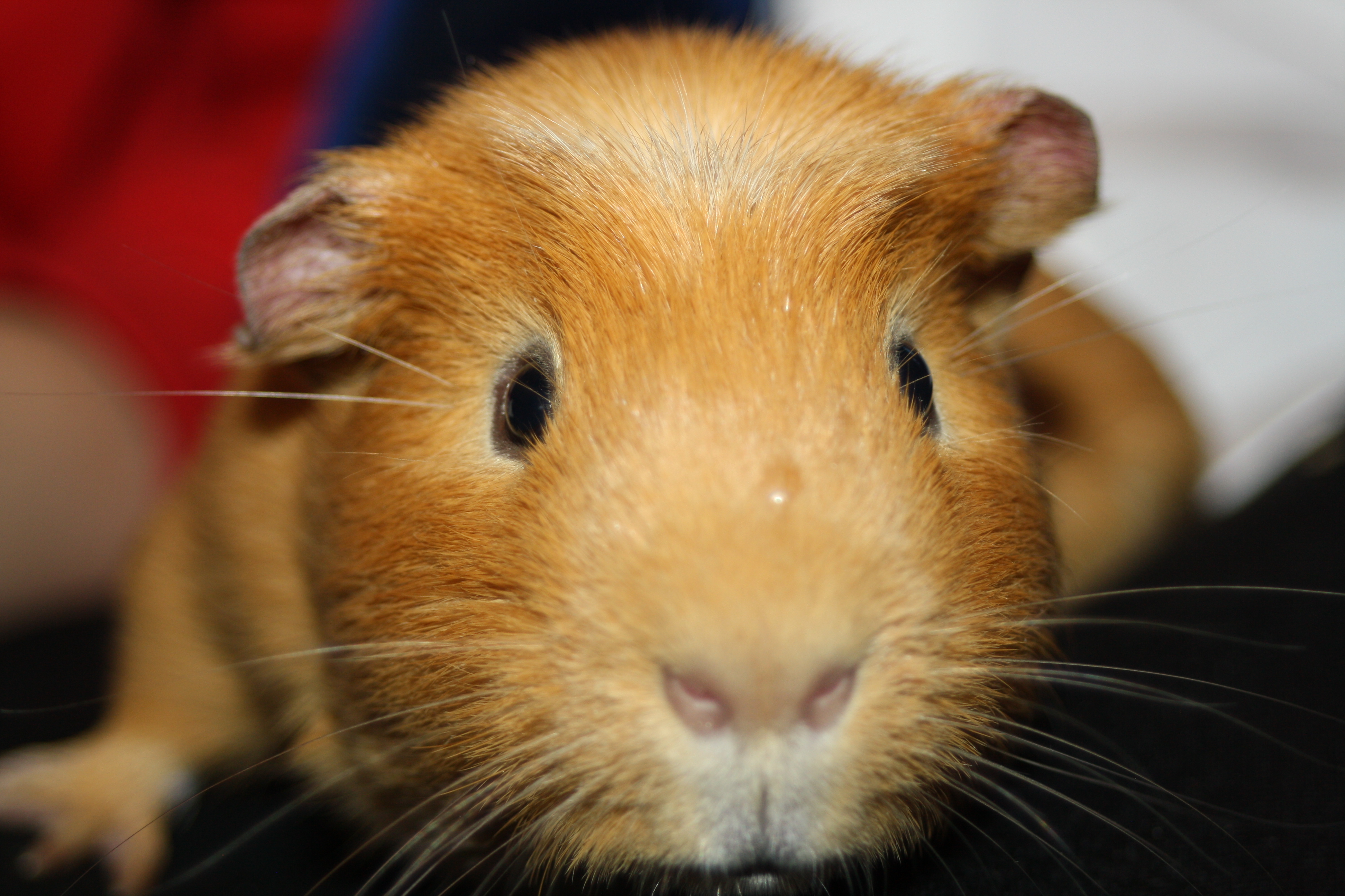 Guinea pigs, Pets, The Gallery