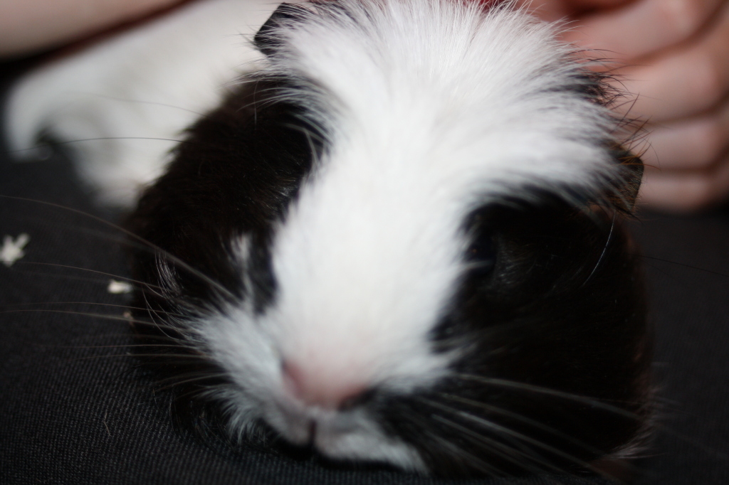 Guinea pigs, Pets, The Gallery