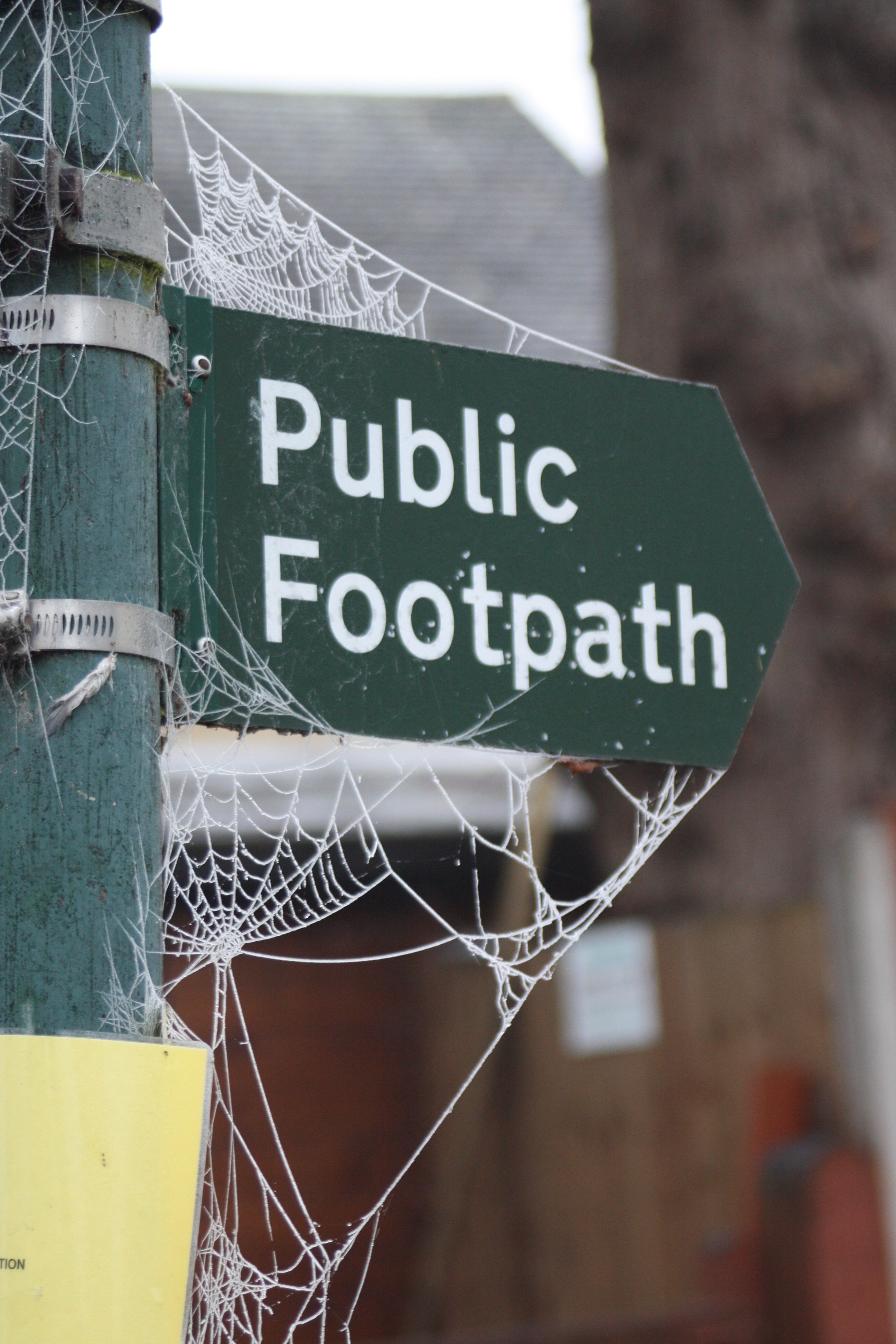 Cobwebs, winter, frost, 365