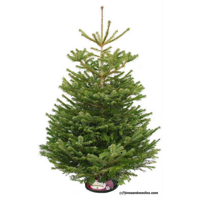 Christmas tree, Christmas, Pines and Needles, Review
