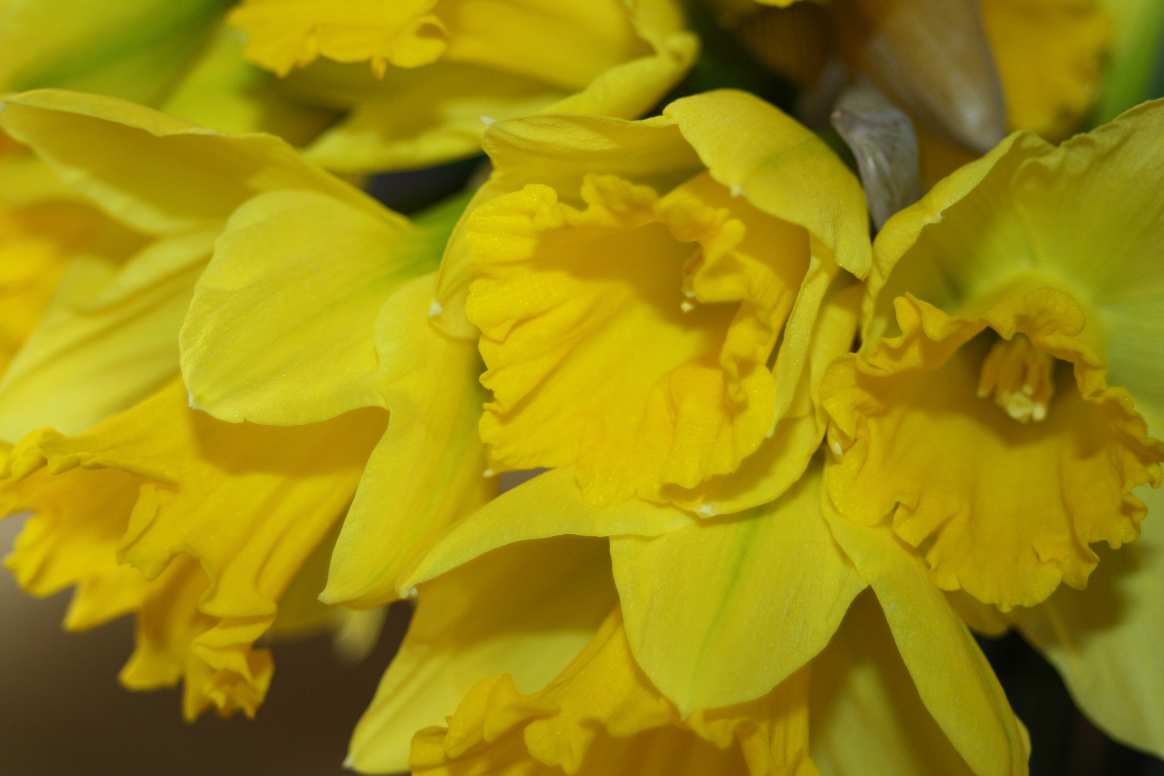 Daffodils, Flowers, 365