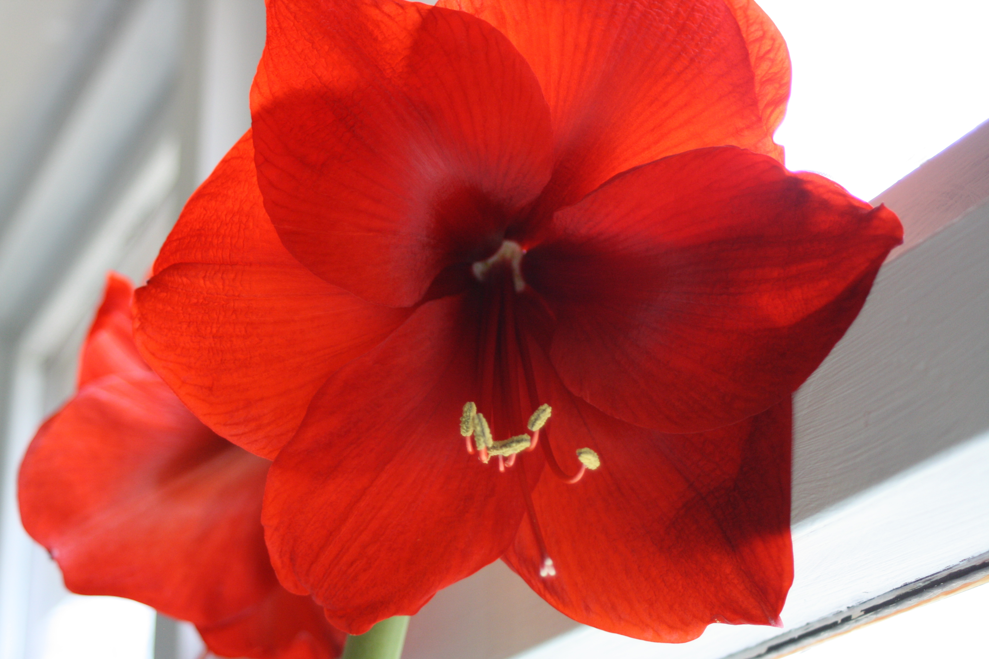 Flower, 365