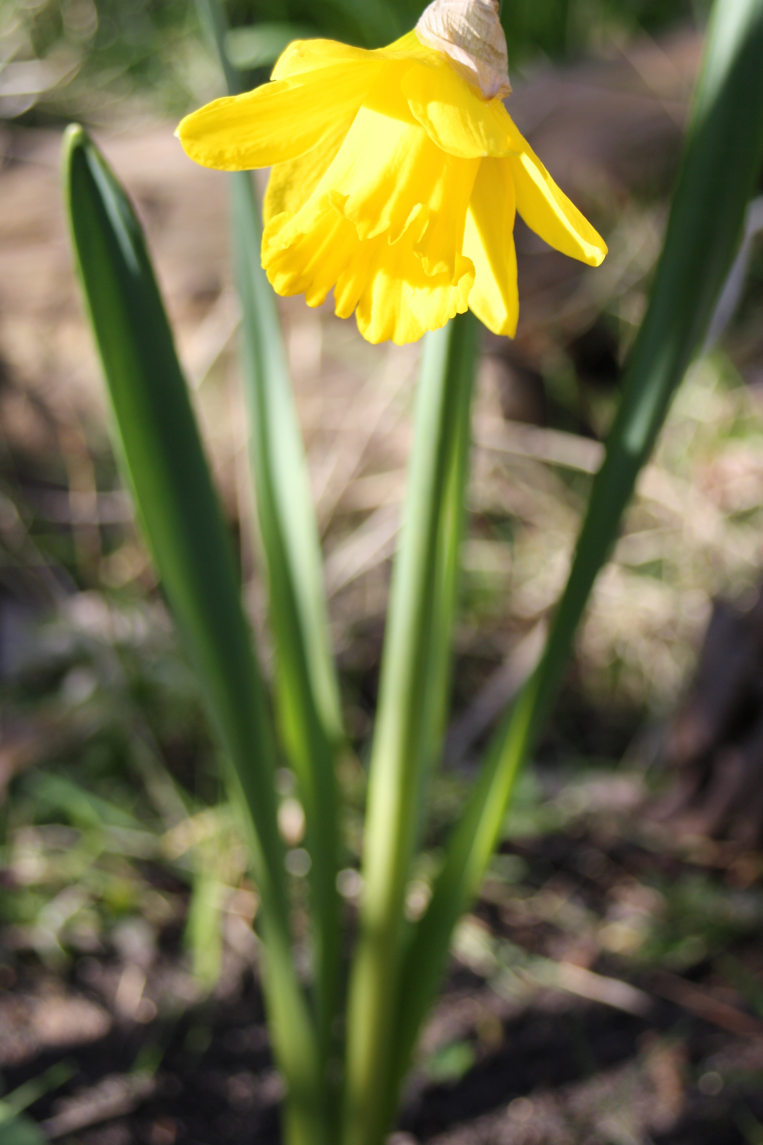 Daffodil, Spring, Garden, Silent Sunday, My Sunday Photo
