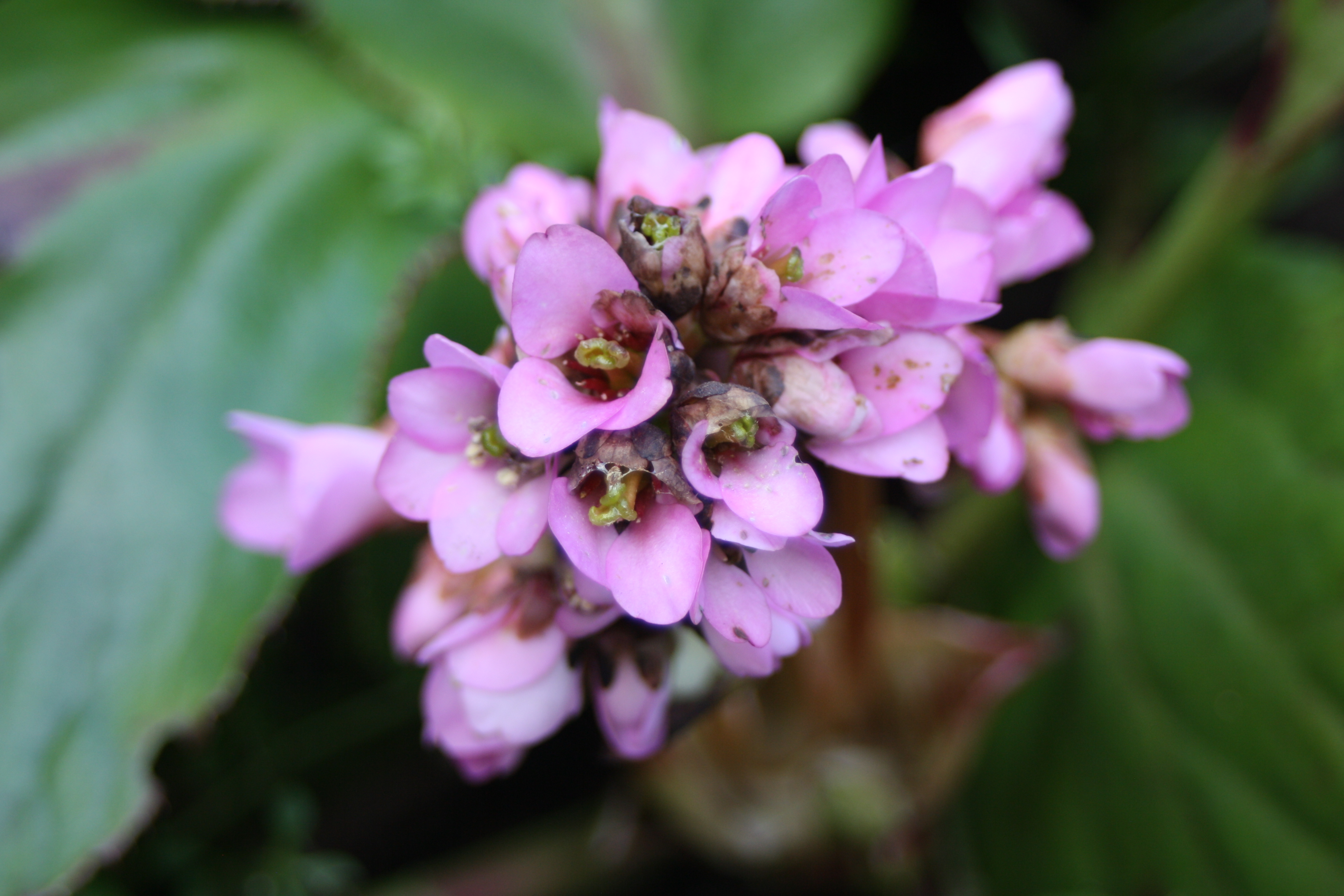 Flowers, Garden, Spring, 365