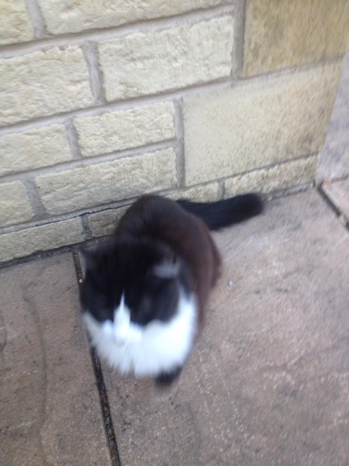 Cat, Lost cat, The Gallery, Animal