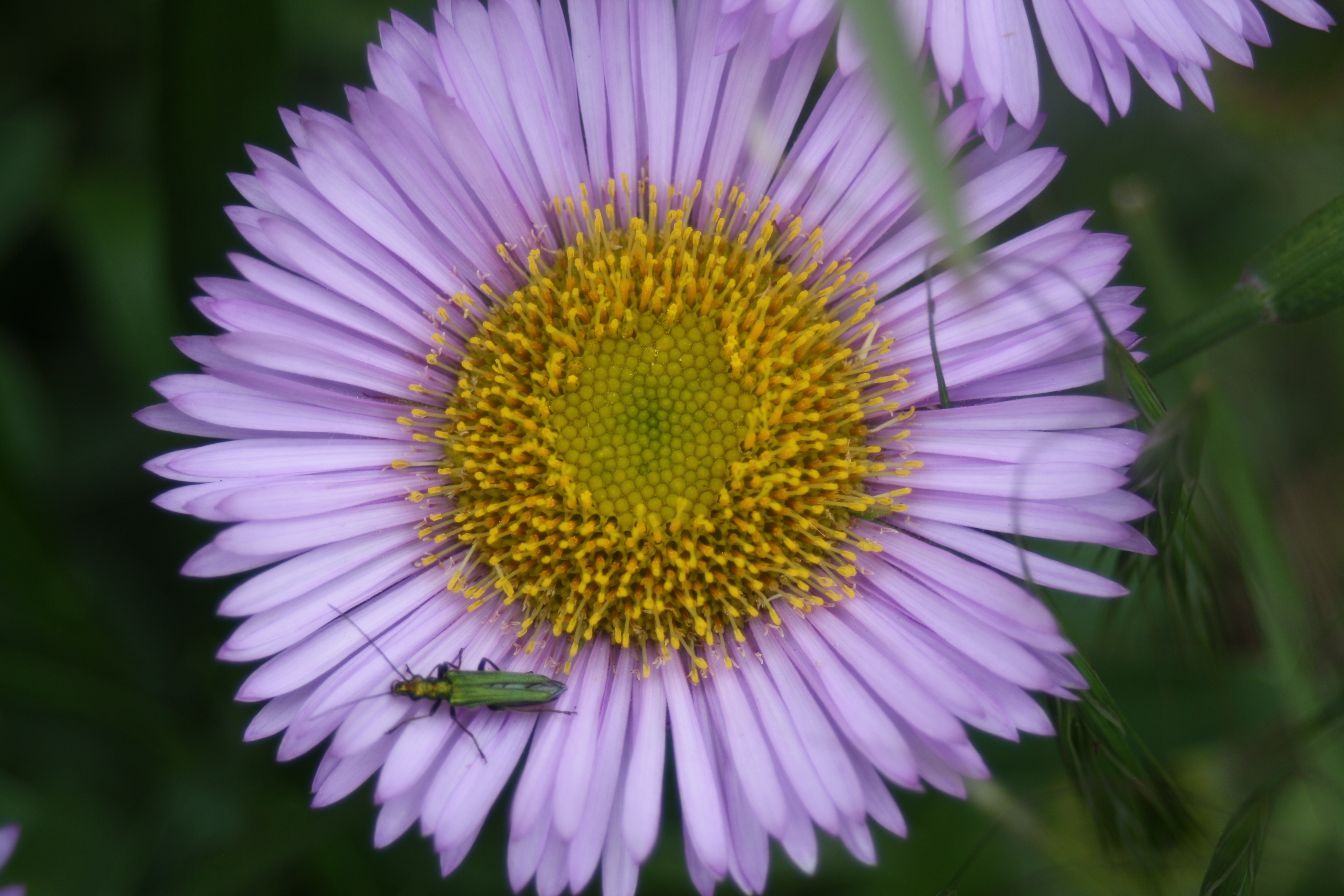 Flower, Garden, Insect, Macro, The Gallery
