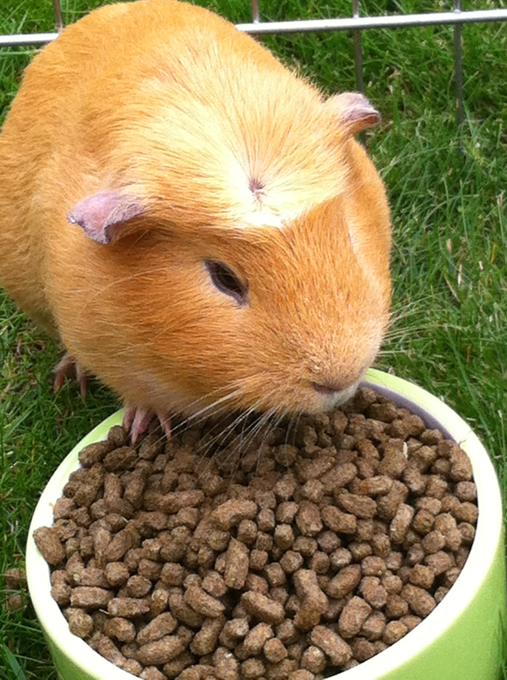 Guinea pig, pet, 365