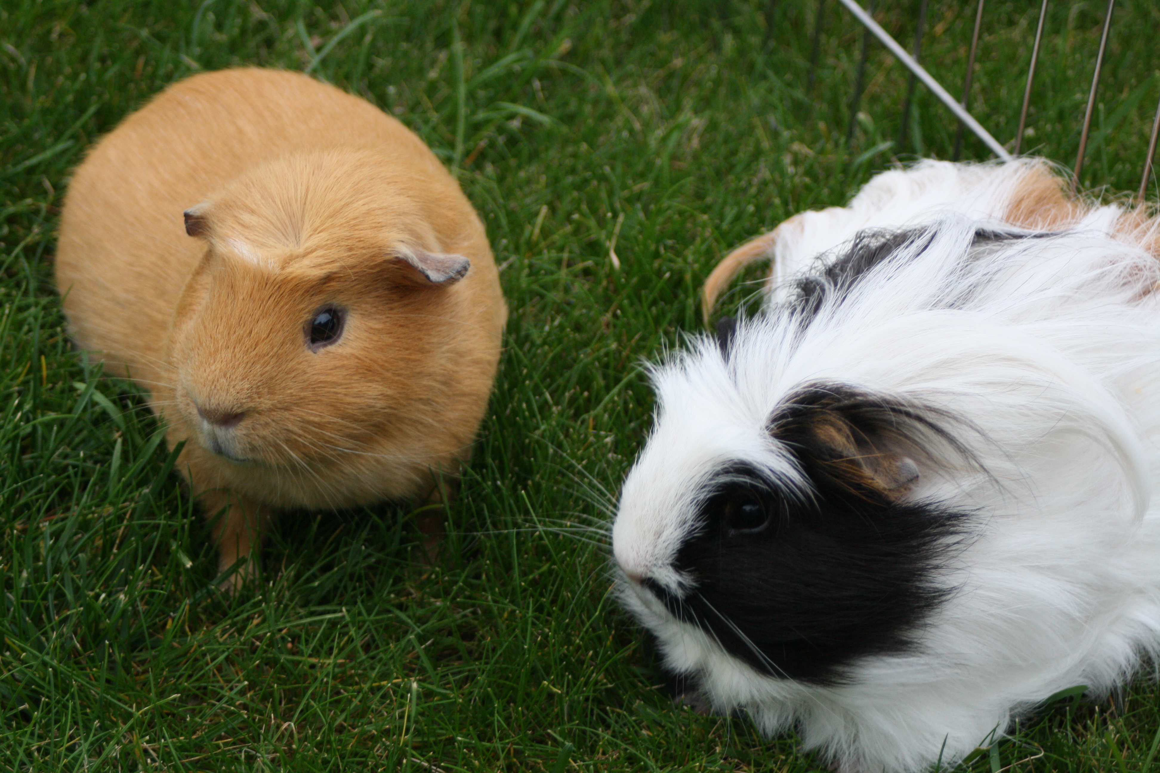 Guinea pigs, Pets, Silent Sunday, My Sunday Photo