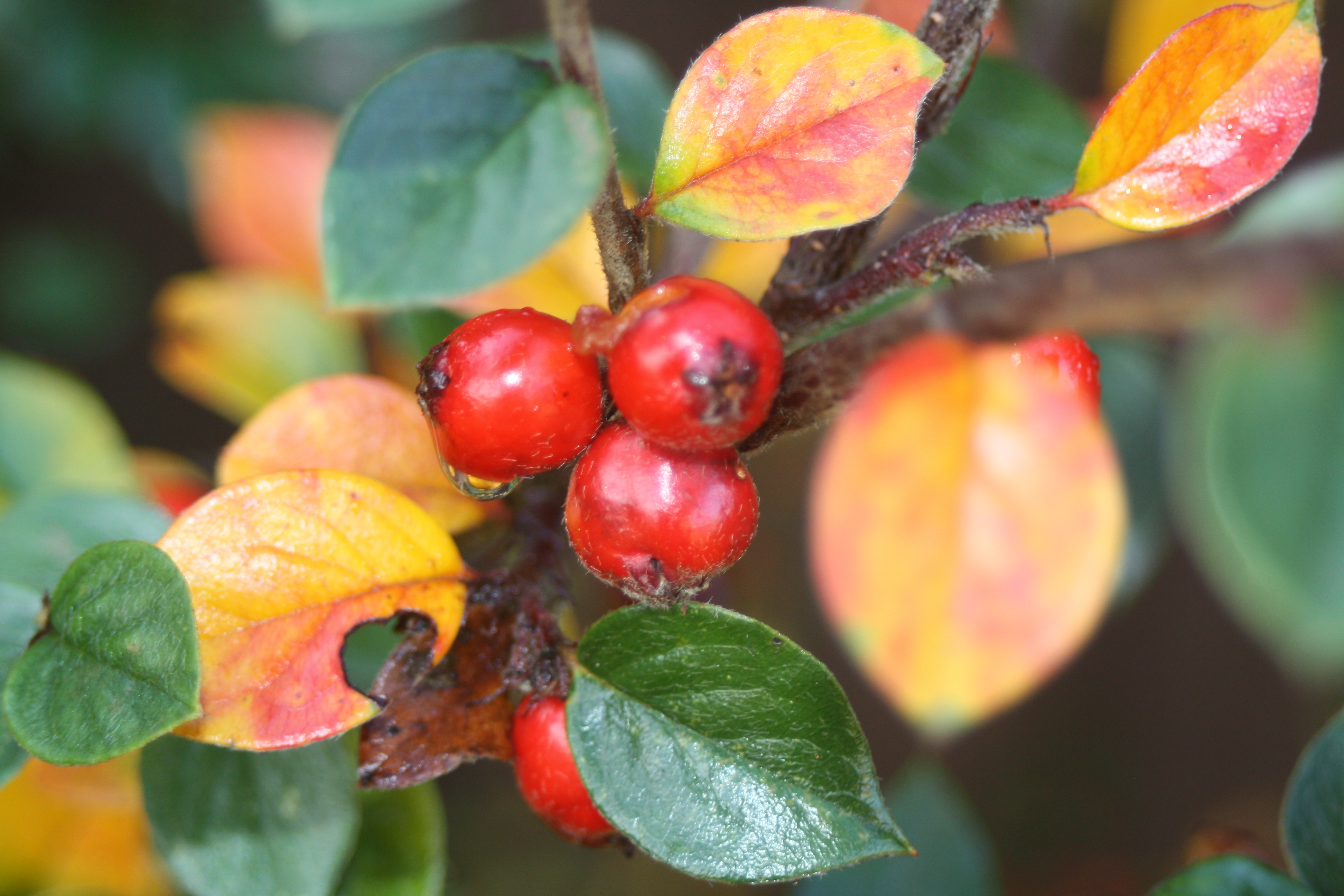 Autumn, Garden