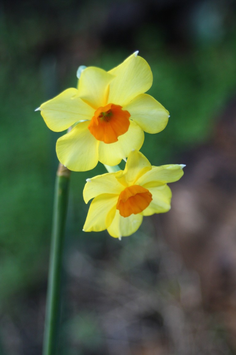 Daffodil, Spring, Silent Sunday, Garden, My Sunday Photo