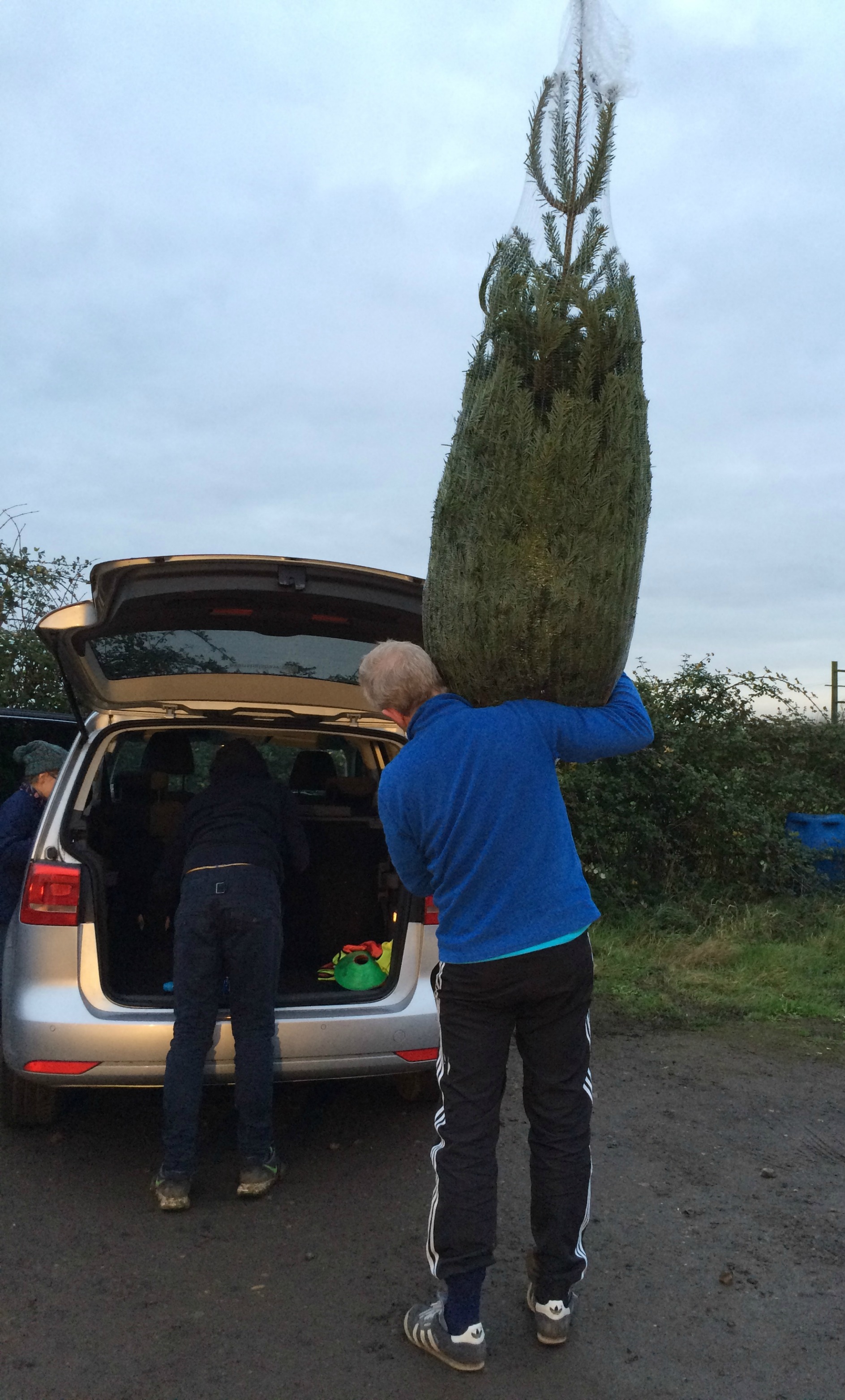 Christmas tree, 365