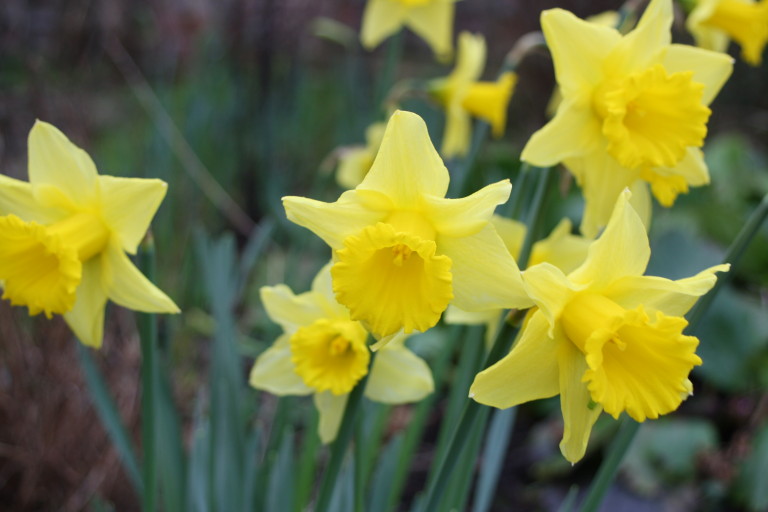 Silent Sunday, My Sunday Photo, Daffodils, Spring, Garden