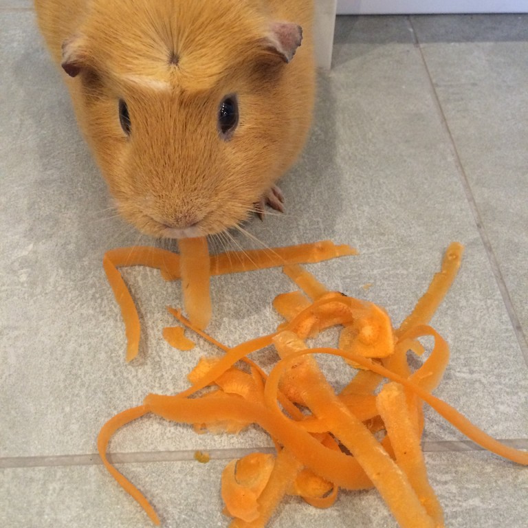 Guinea pig, Pet, Silent Sunday, My Sunday Photo