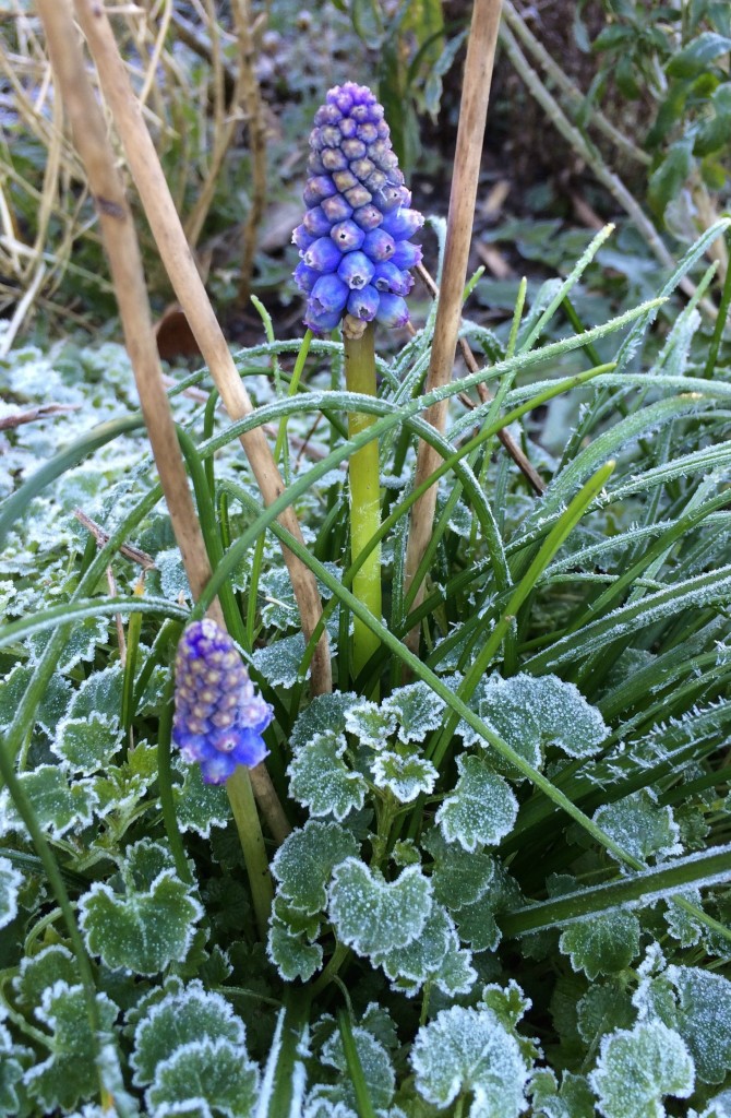 Silent Sunday, My Sunday Photo, Flower, Garden, Frost