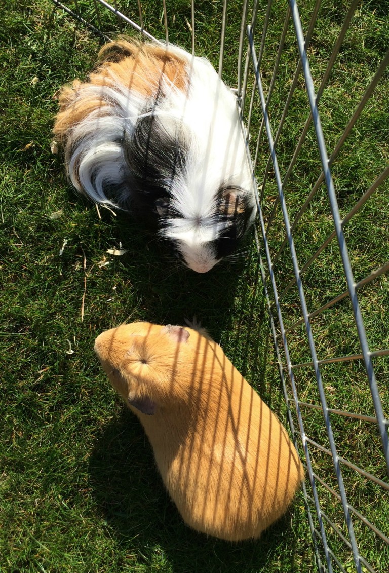 Guinea Pigs, Garden, Pets, 365, 366