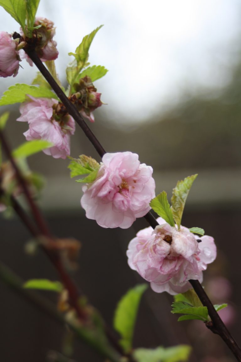 Blossom, Garden, Spring, Silent Sunday, My Sunday Photo