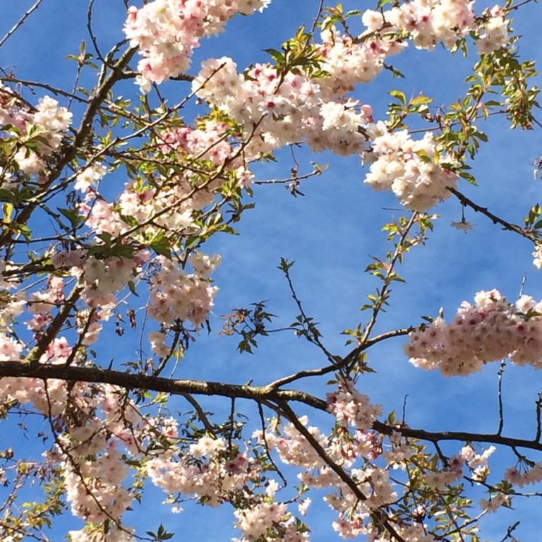 Blossom, Garden, 365, 366