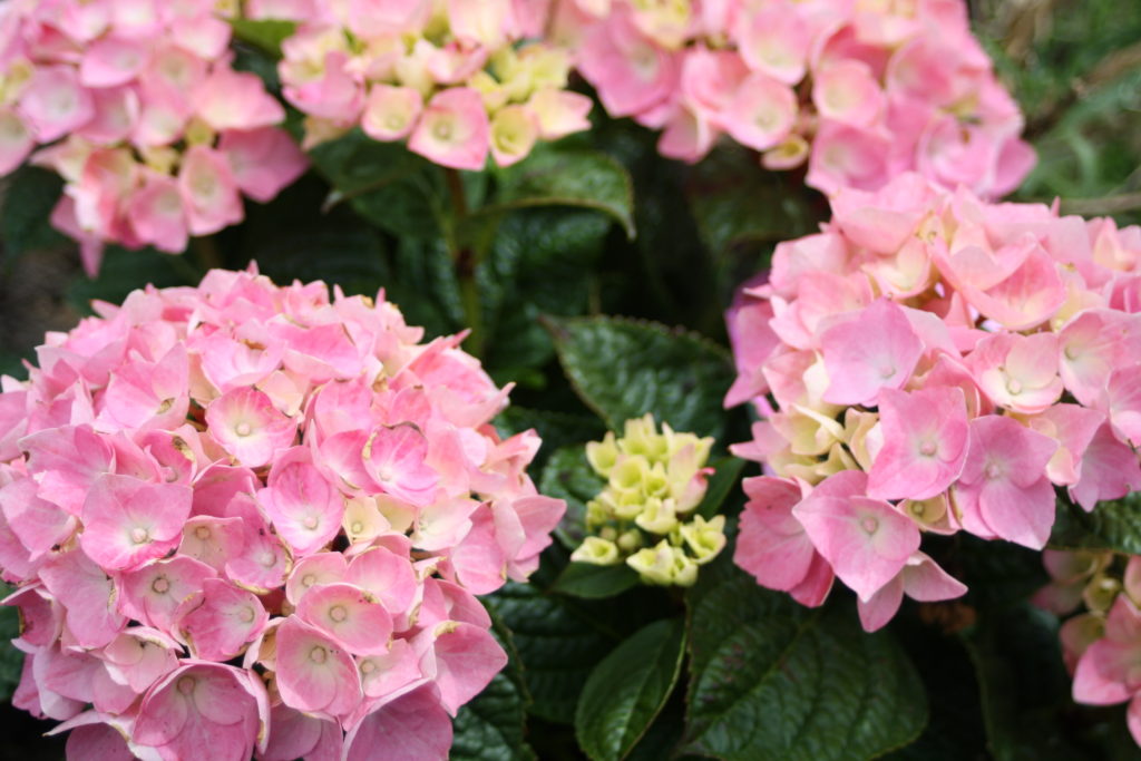 Hydrangea, Garden, 365, 366