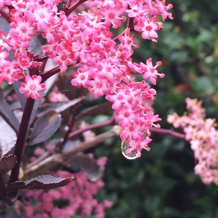 Blossom, Rain, 365, 366