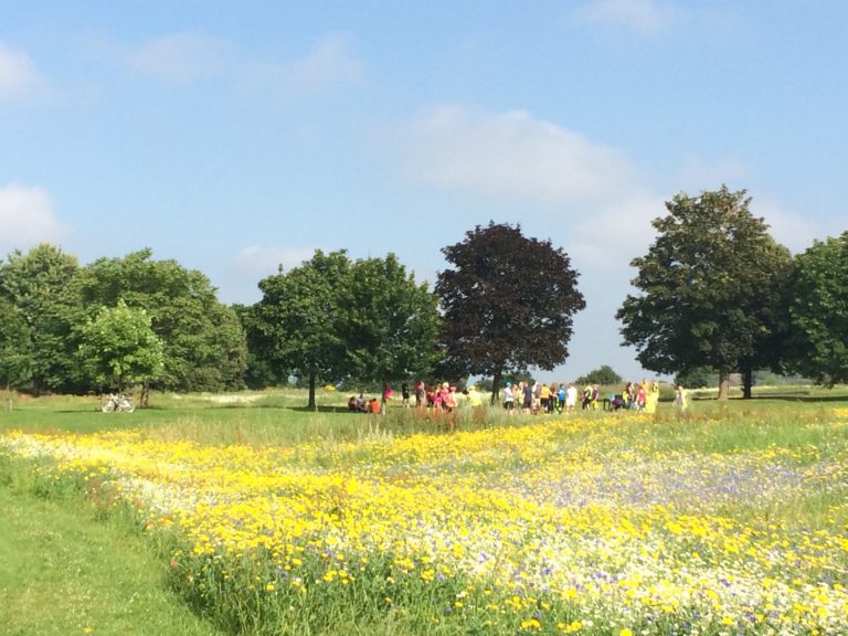 Parkrun, Landscape, 365, 366