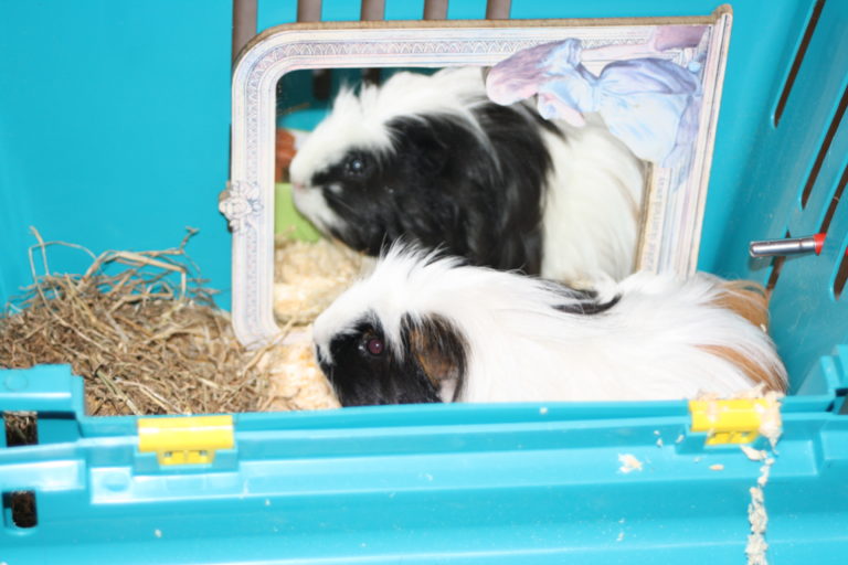Eric, Guinea pig, Pet