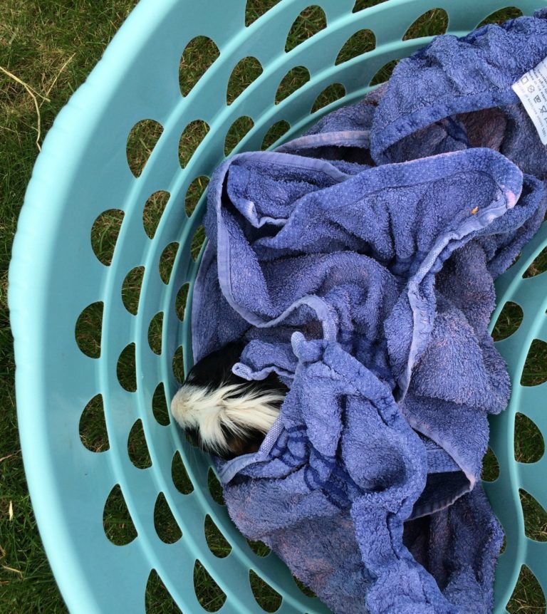 Eric, Guine pig, Pet, 365, 366