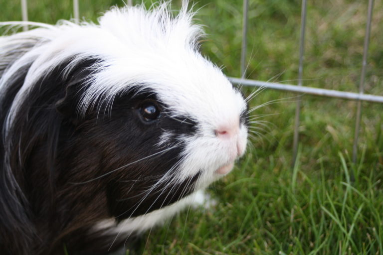 Eric, Guinea pig, Pet, Silent Sunday, My Sunday Photo