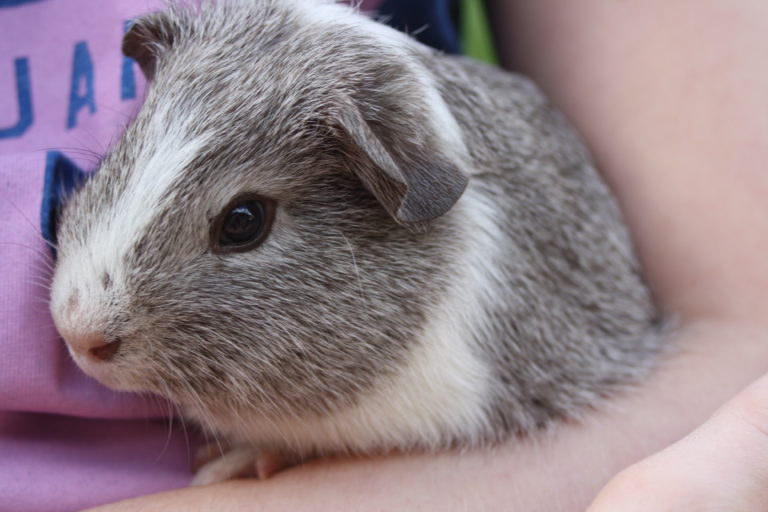 Guinea pig, Pet, Silent Sunday, My Sunday Photo, Wilfred