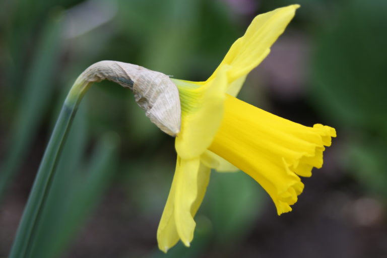 Daffodil, Garden, Spring, My Sunday Photo, Silent Sunday
