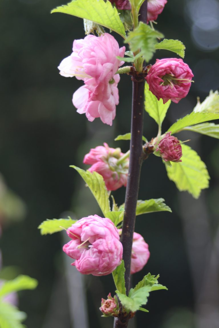 Silent Sunday, My Sunday Photo, Blossom, Garden, Spring