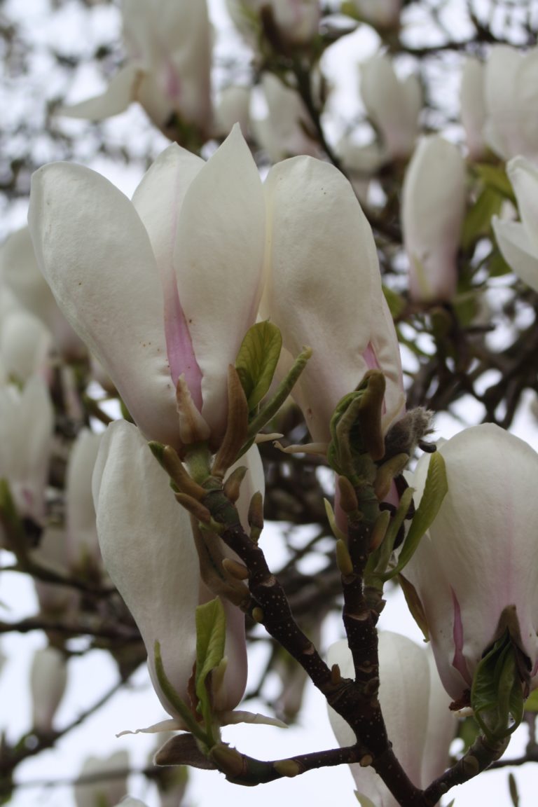 Magnolia, Blossom, Garden, Spring, 365