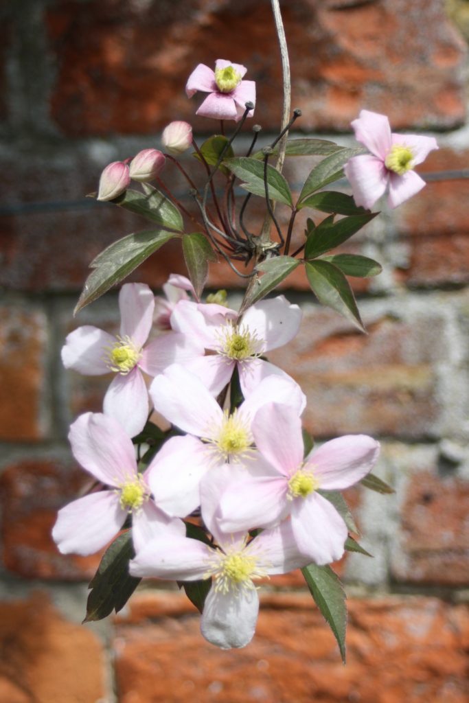 Clematis, Garden, Flower, Silent Sunday, My Sunday Photo