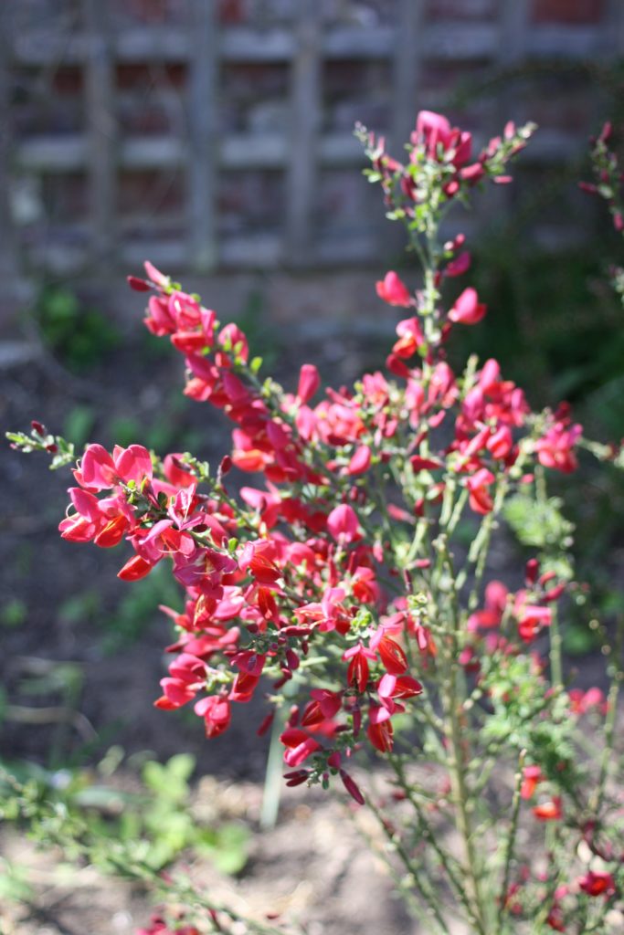 Blossom, Garden, Silent Sunday, My Sunday Photo