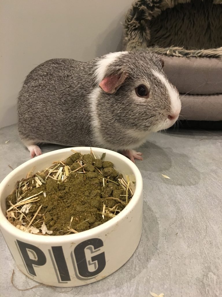 Guinea pig, Wilfred, Silent Sunday, My Sunday Photo