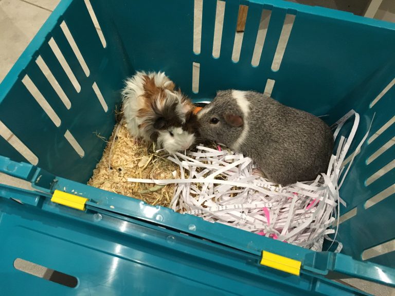 Guinea pigs, Pets, Baby guinea pig, Bereaved guinea pig, Introducing Cedric