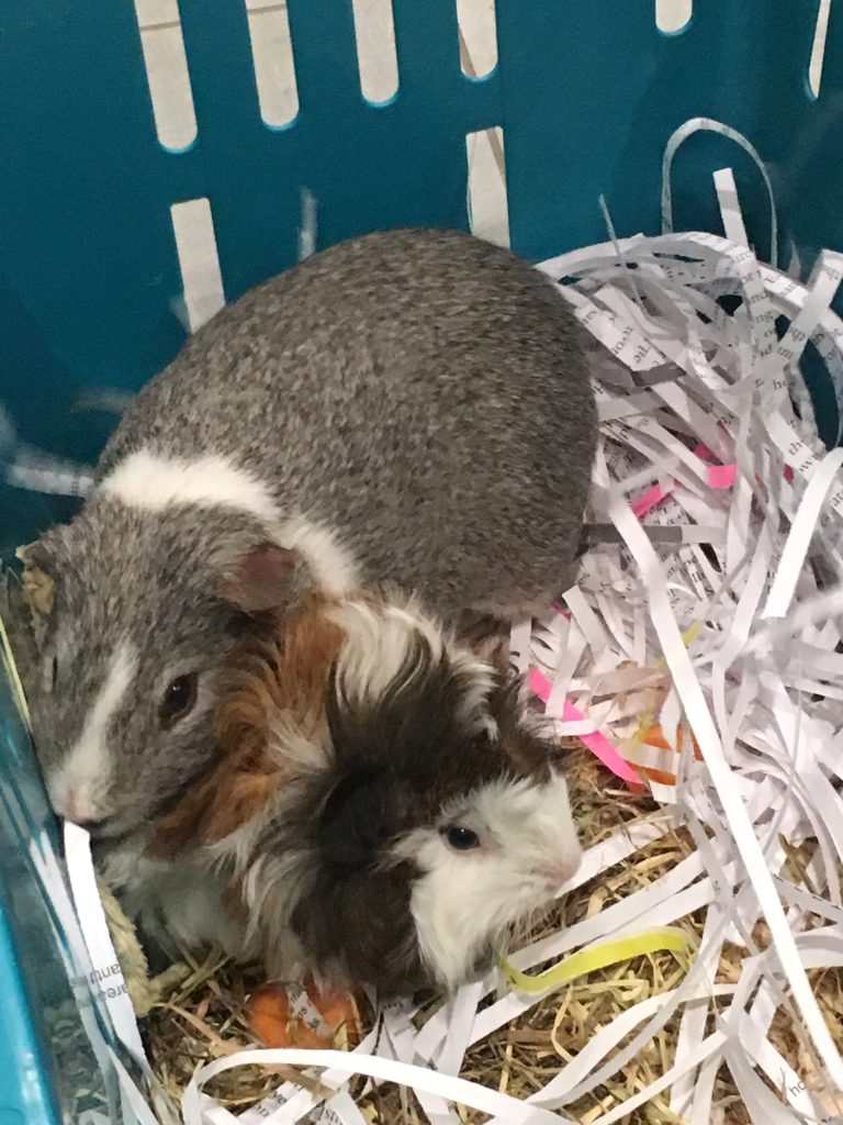 Guinea pigs, Pets, Cedric, Willfred, Silent Sunday, My Sunday Photo