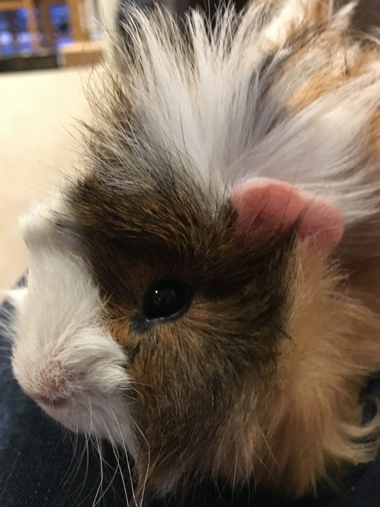 Cedric, Guinea pig, Pet, Silent Sunday, My Sunday Photo, Cedric the guinea pig