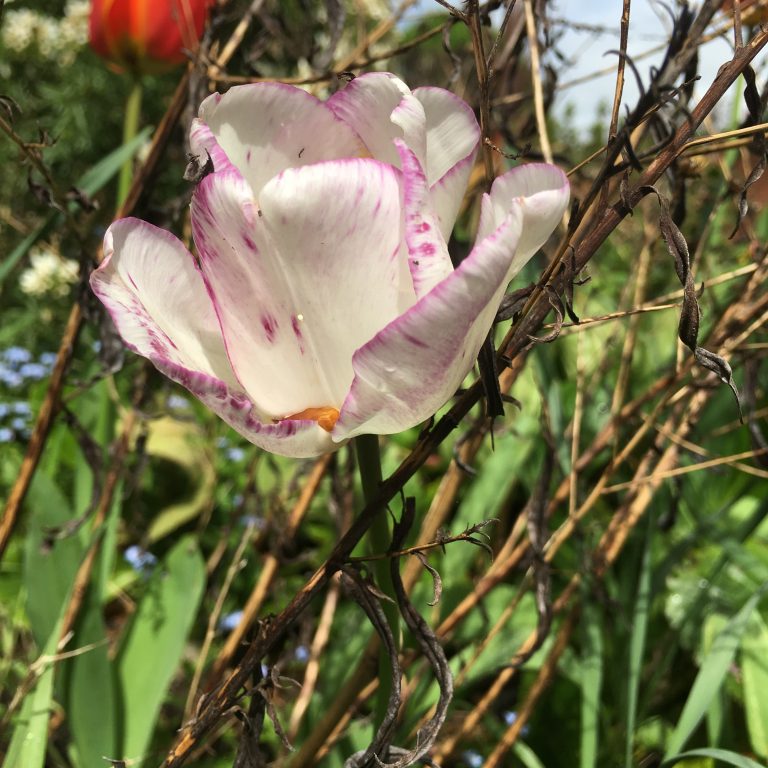 Tulip, Garden, Flower, Silent Sunday, My Sunday Photo